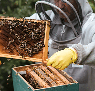 Barnyard Organics & their Field of Dreams